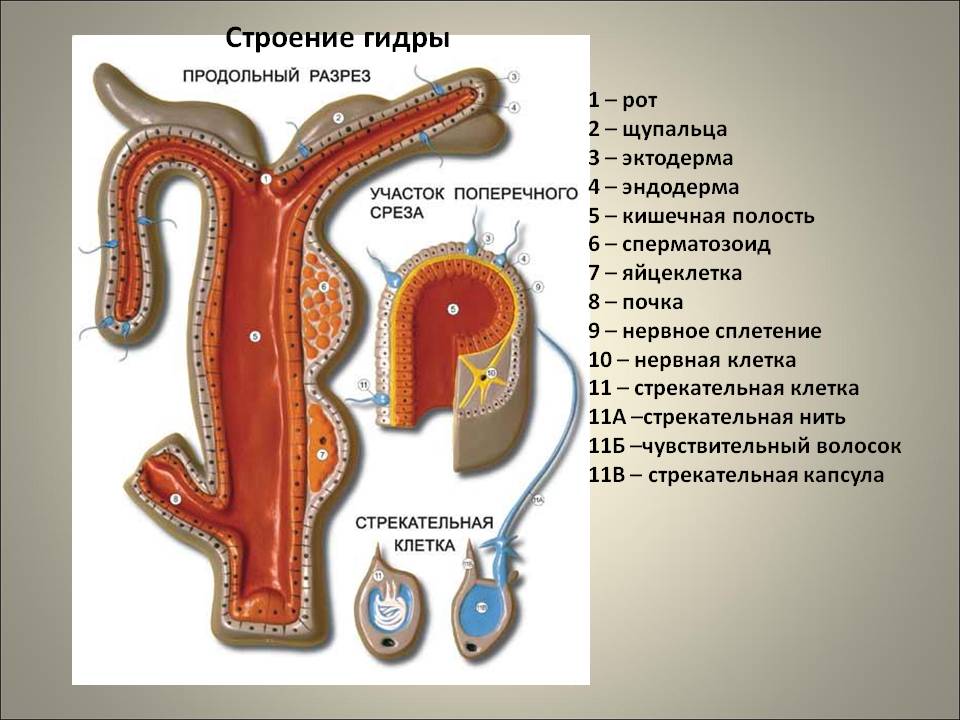 Кракен сс